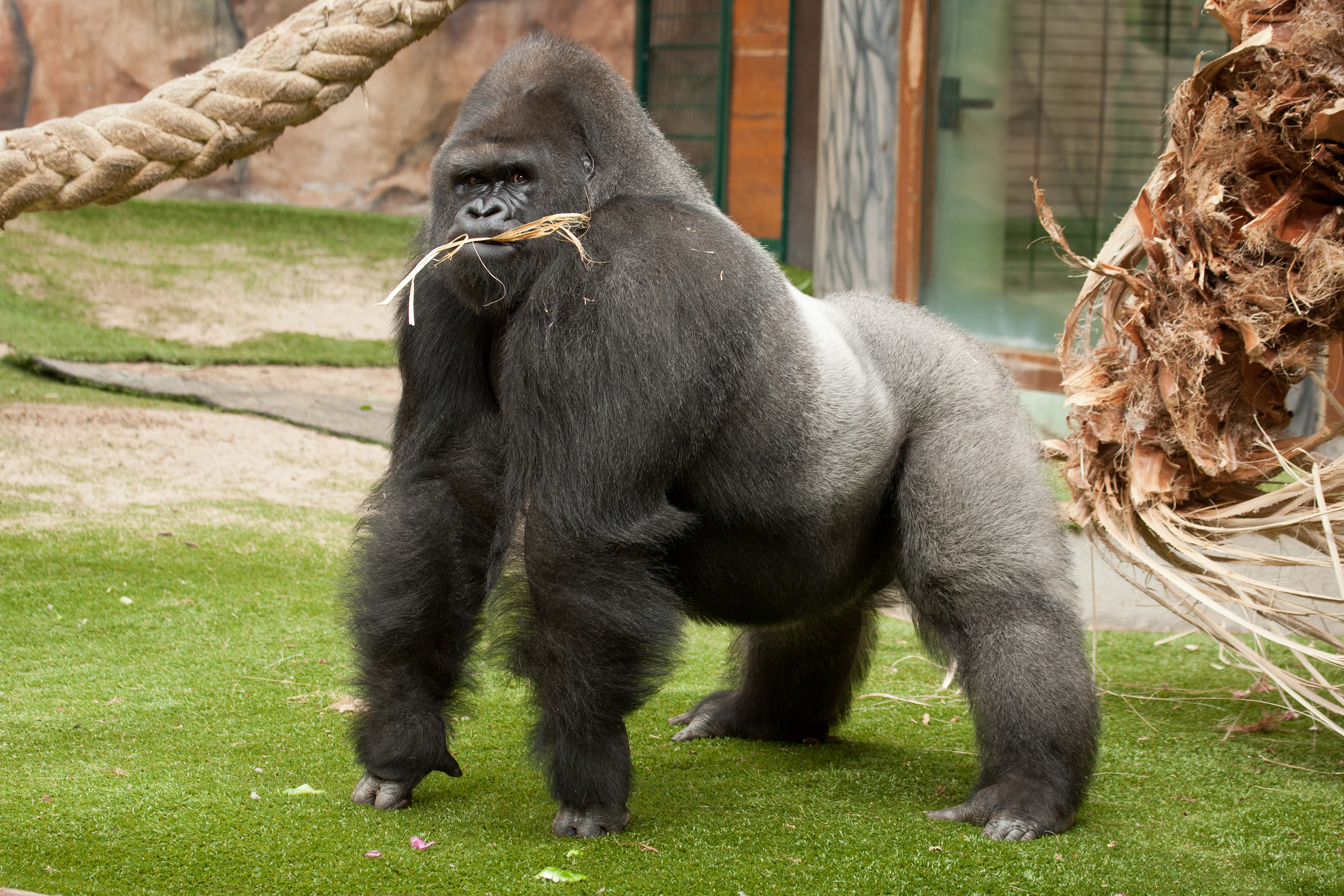  Почему гориллы посильнее штангистов. Ведь они полдня дремлют и не тренятся?