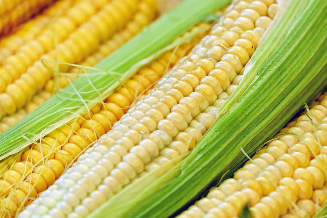 Фото бесплатно кукуруза в початках, сладкая кукуруза, овощи