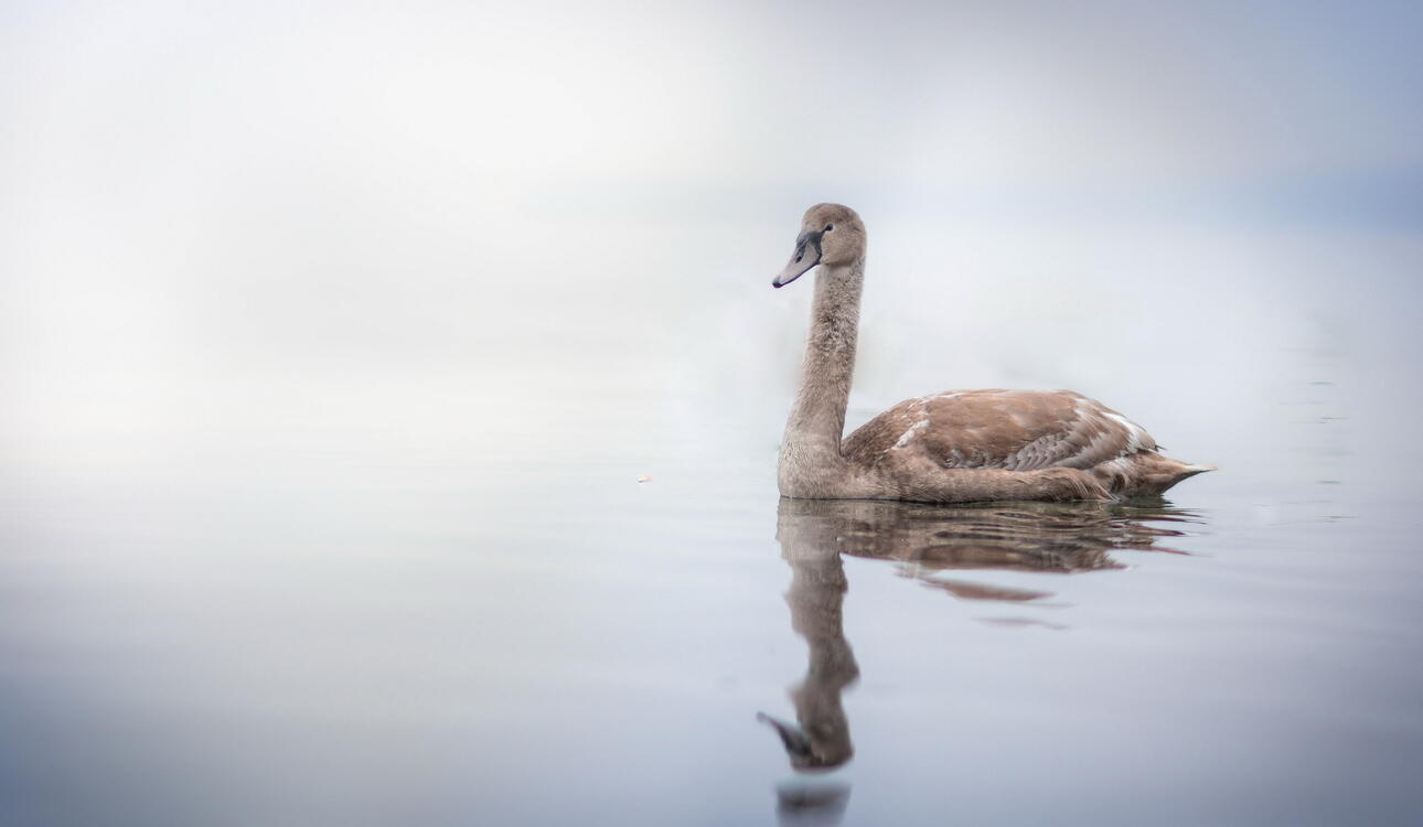 Фото бесплатно лебедь, озеро, плавает