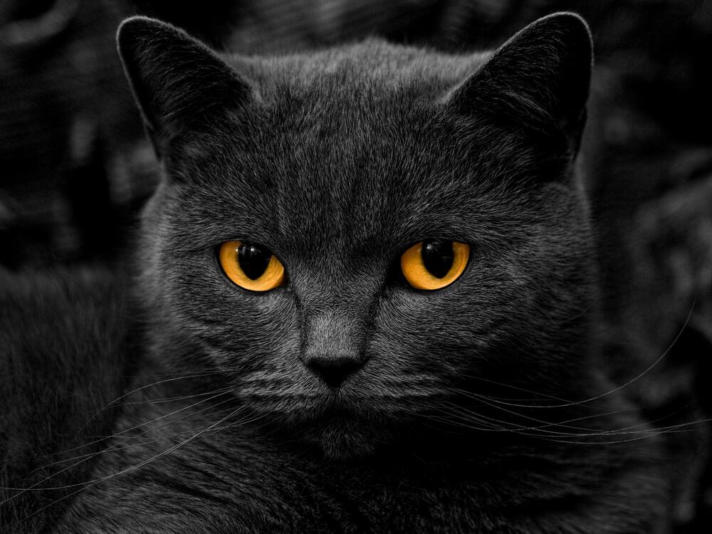 Фото бесплатно обои серый кот, близко, кошки