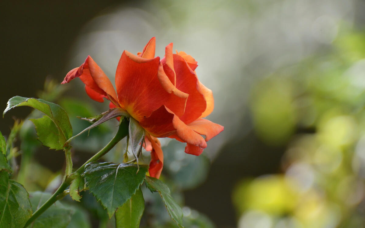 Фото бесплатно обои красные розы, размытый фон, туманный
