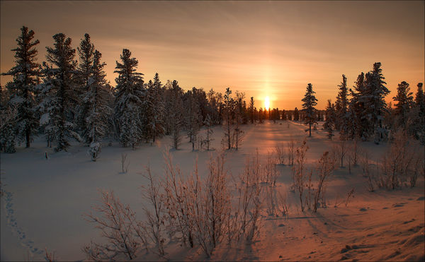 природа, зима, снег, ели, красота, рассвет, пейзаж