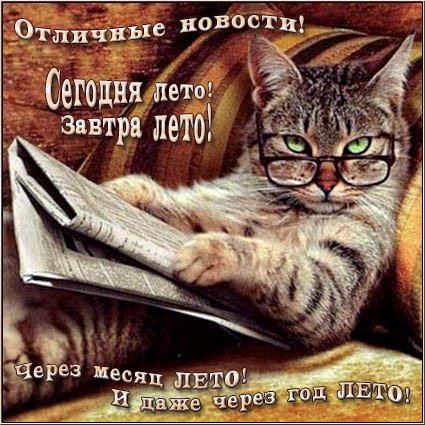 Фото бесплатно юмор, новости, кот