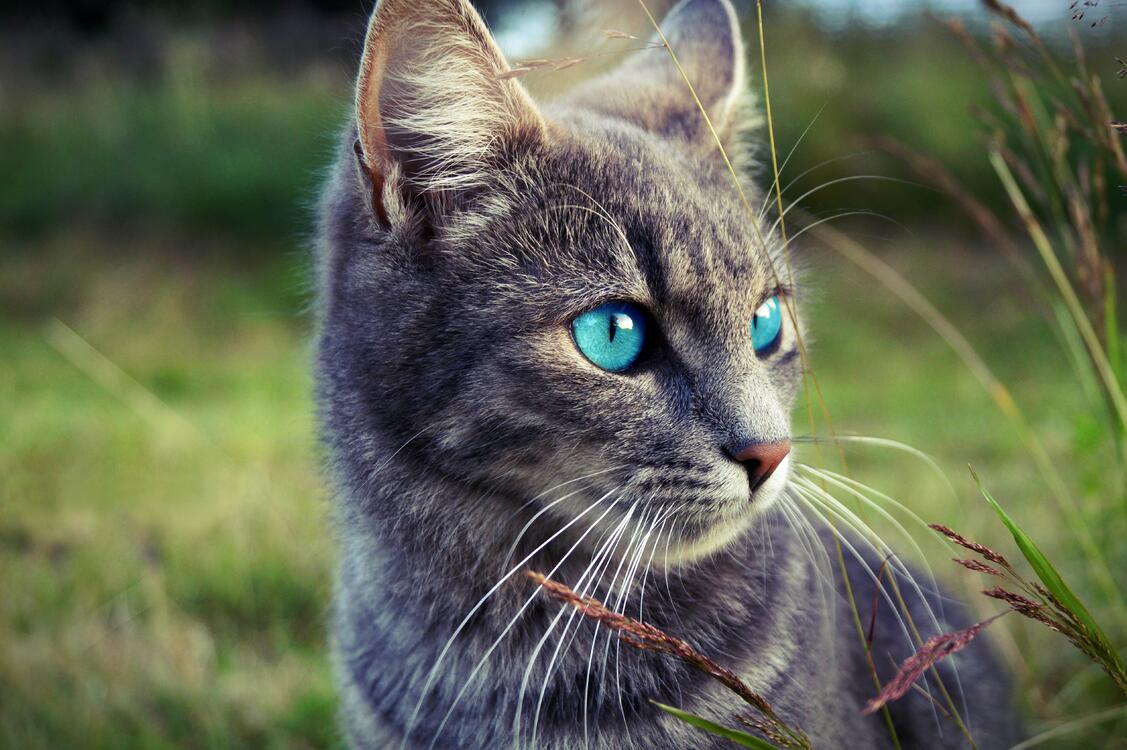Фото бесплатно обои кошка, усы, голубые глаза