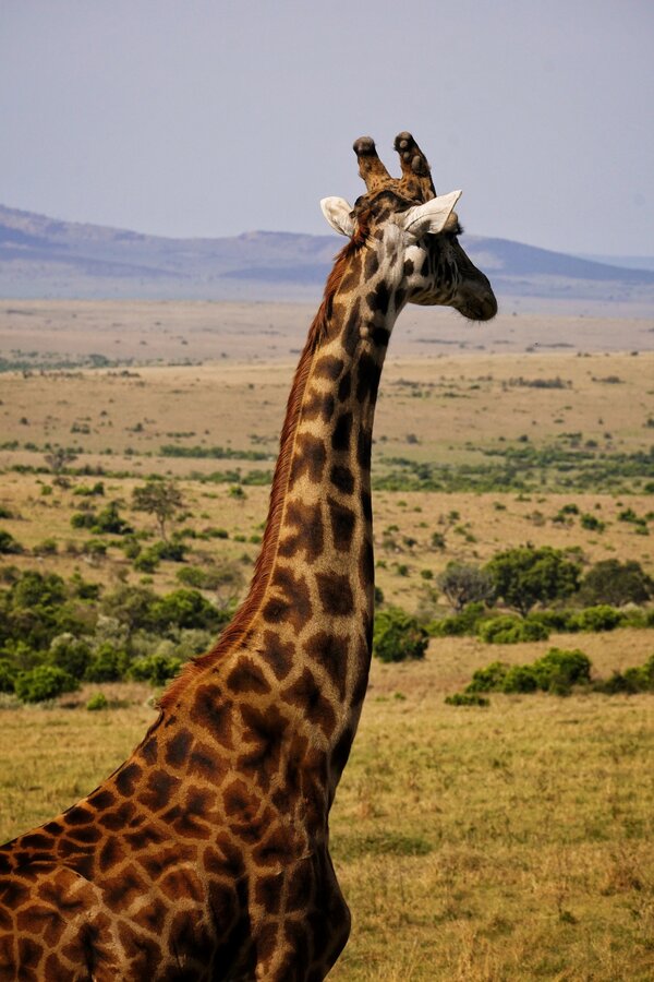 жираф, животное, дикая природа