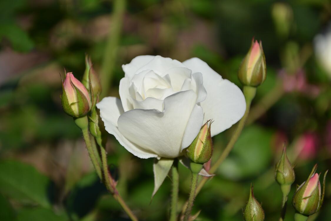 Фото бесплатно бутон, цветы, обои белая роза