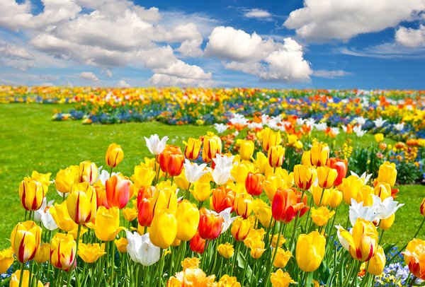 поле, пейзаж, тюльпаны, природа, облака, весна, цветы