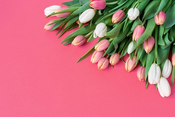 цветы, beautiful, розовые, flowers, tulips, pink, белые, romantic, fresh, тюльпаны, букет, розовый, spring, white