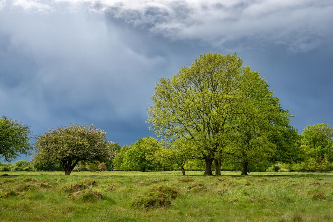 Фото бесплатно обои деревья, поле, весна