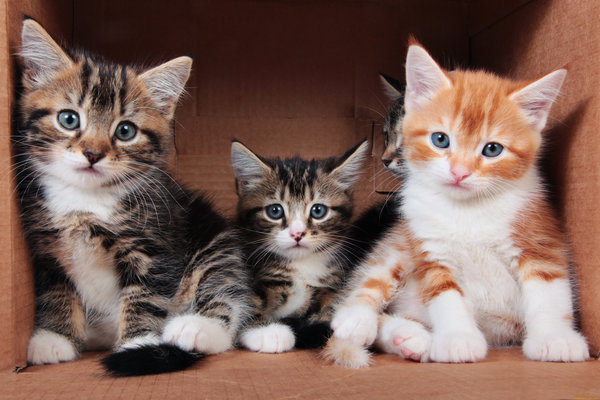 кошка, трио, кошки, коричневый, коробка, три, трое, рыжий, умники, полосатые, серые, фон, котята