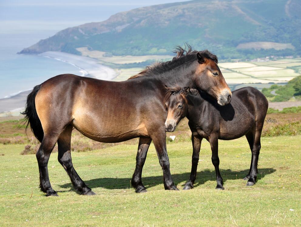 Фото бесплатно лошадь, ребенок, трава