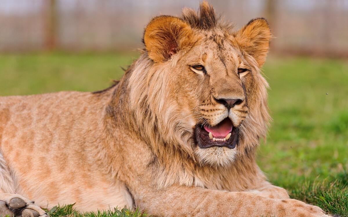 Фото бесплатно лев, зубы, трава