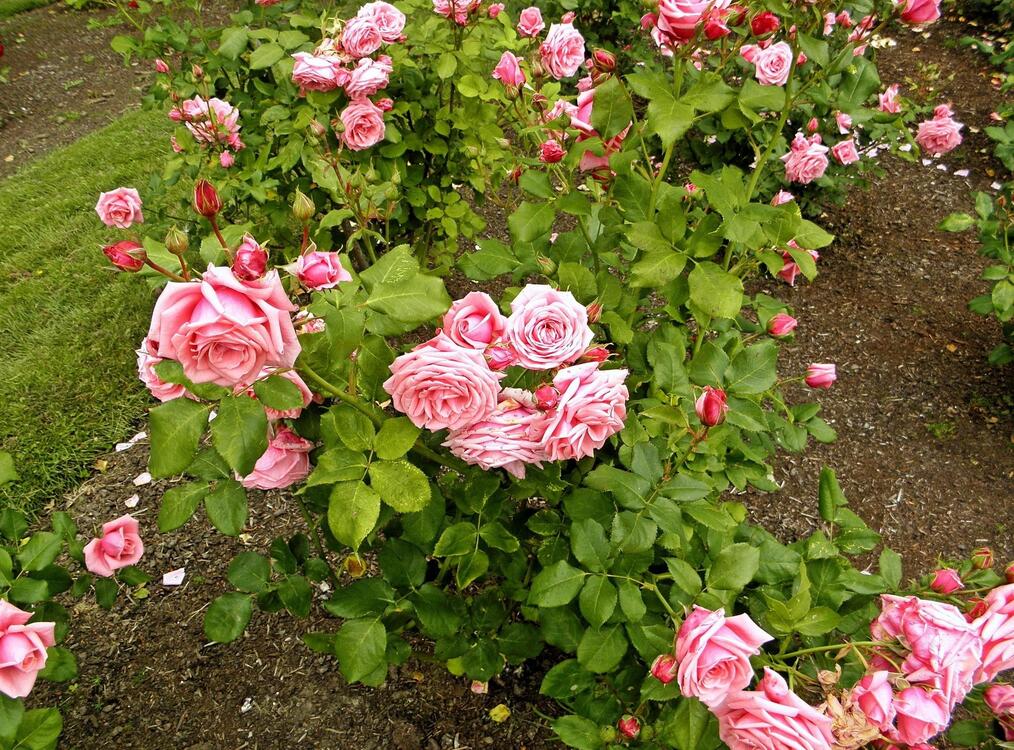Фото бесплатно розы, цветы, сад