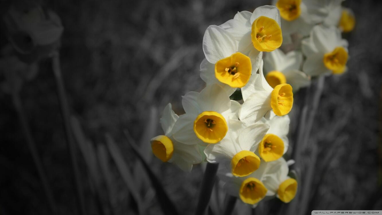 Фото бесплатно цветы, жёлтые цветы, растения