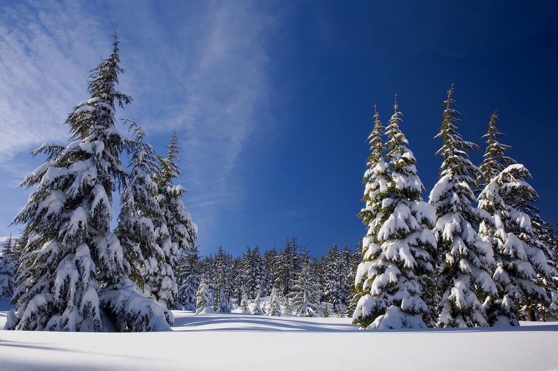 Фото бесплатно снег, зима, деревья