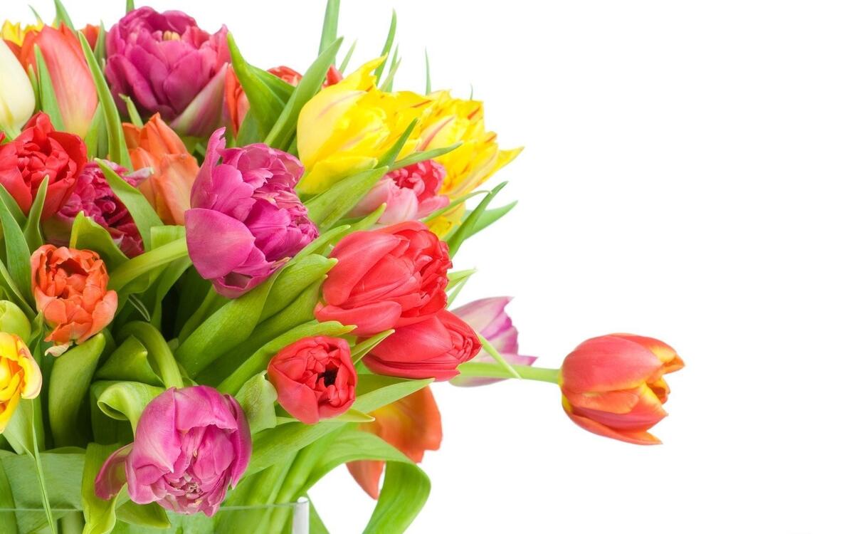Фото бесплатно тюльпаны, цветы, букет