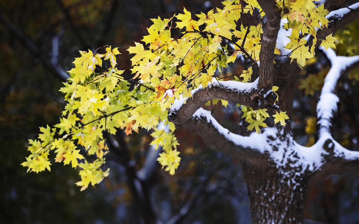 Фото бесплатно зима, снег, дерево
