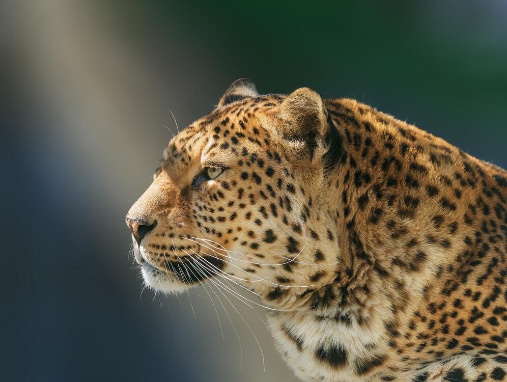 Фото бесплатно леопард, взрослый, морда