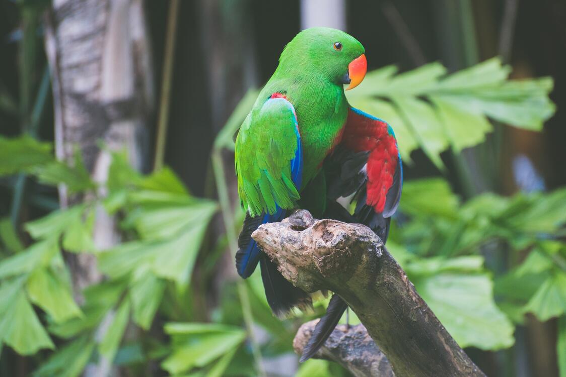 Фото бесплатно обои попугай, древесина, стоя