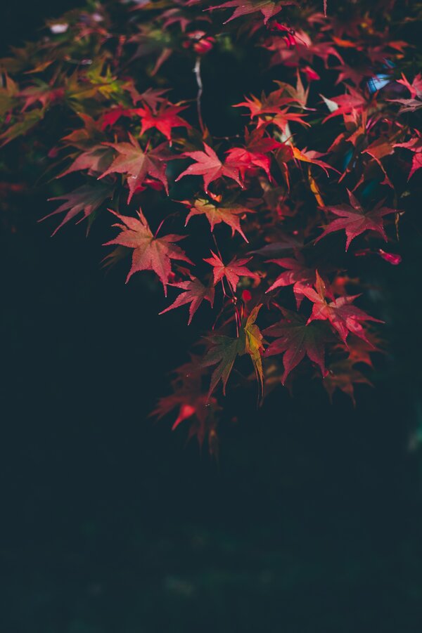 Природа, Осень, Размытость, Осенние Краски, Ветки, Листья