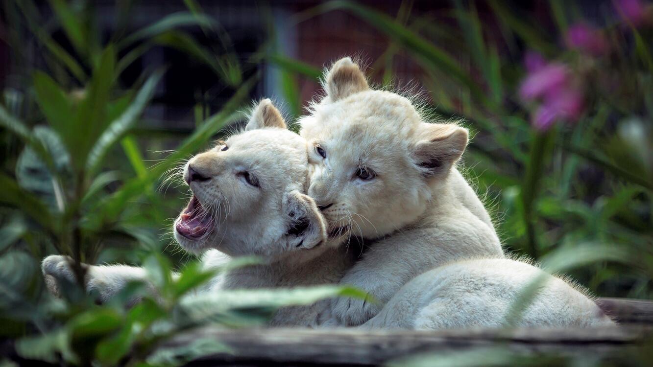 Фото бесплатно львы, котята, животные