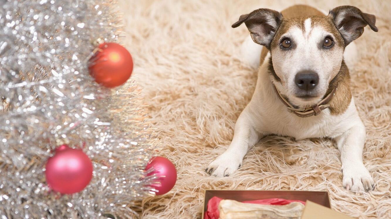 Фото бесплатно прекрасная, собака, рождество