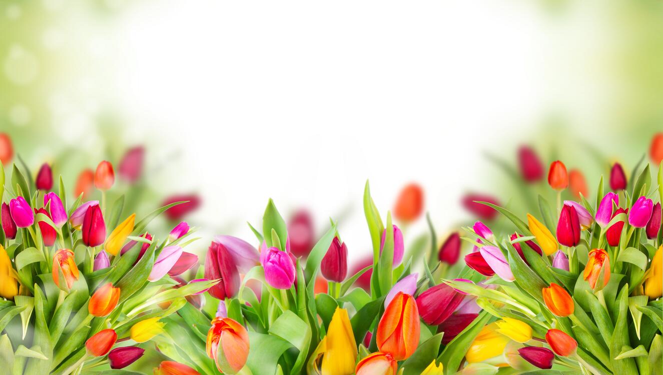 Фото бесплатно тюльпаны, разноцветные, размытый фон