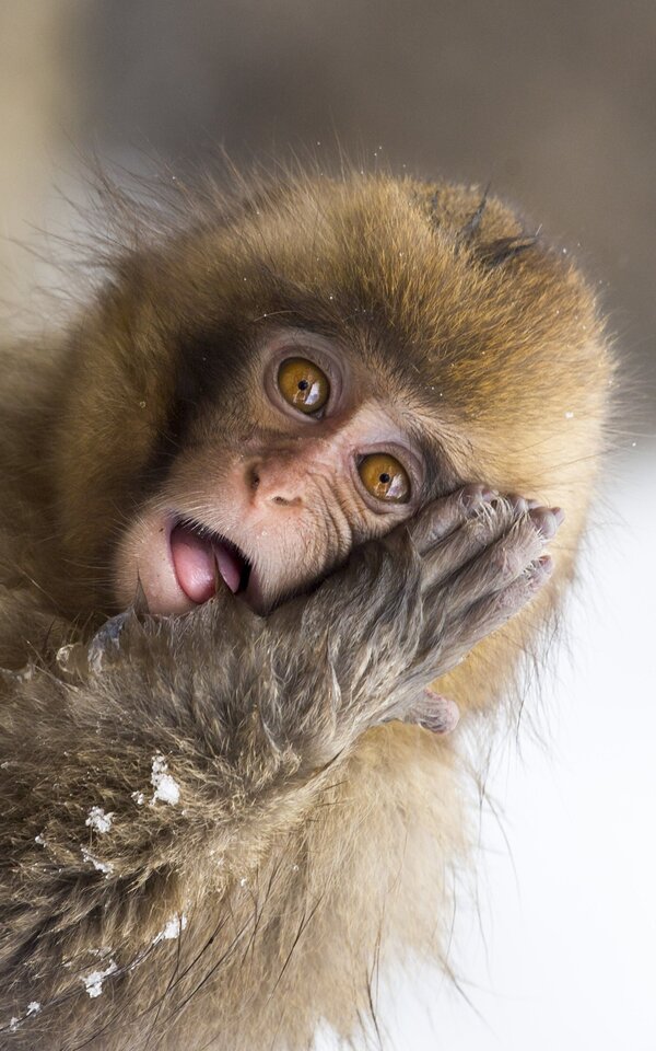 Wildlife, Japanese macaque, Japan, Jigokudani Monkey Park, snow monkey