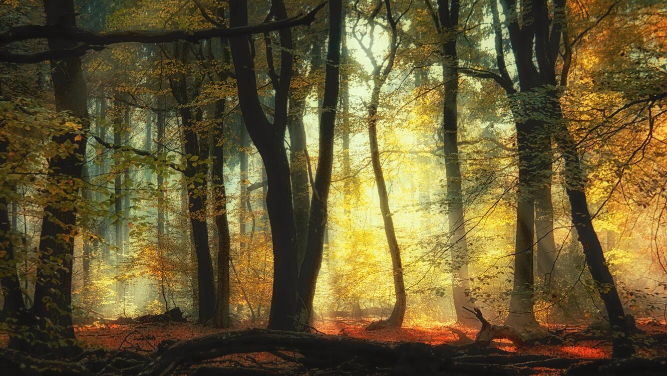 Фото бесплатно обои лес, солнечный свет, деревья