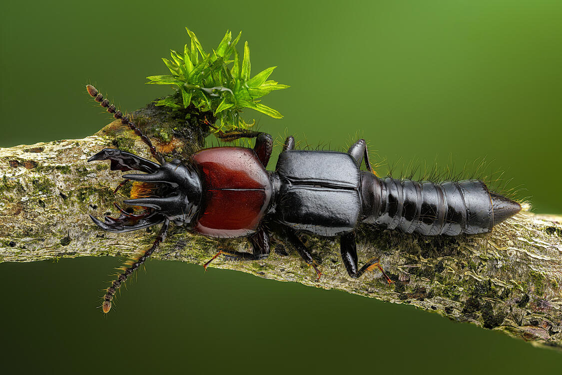 Фото бесплатно насекомое, листик, жук