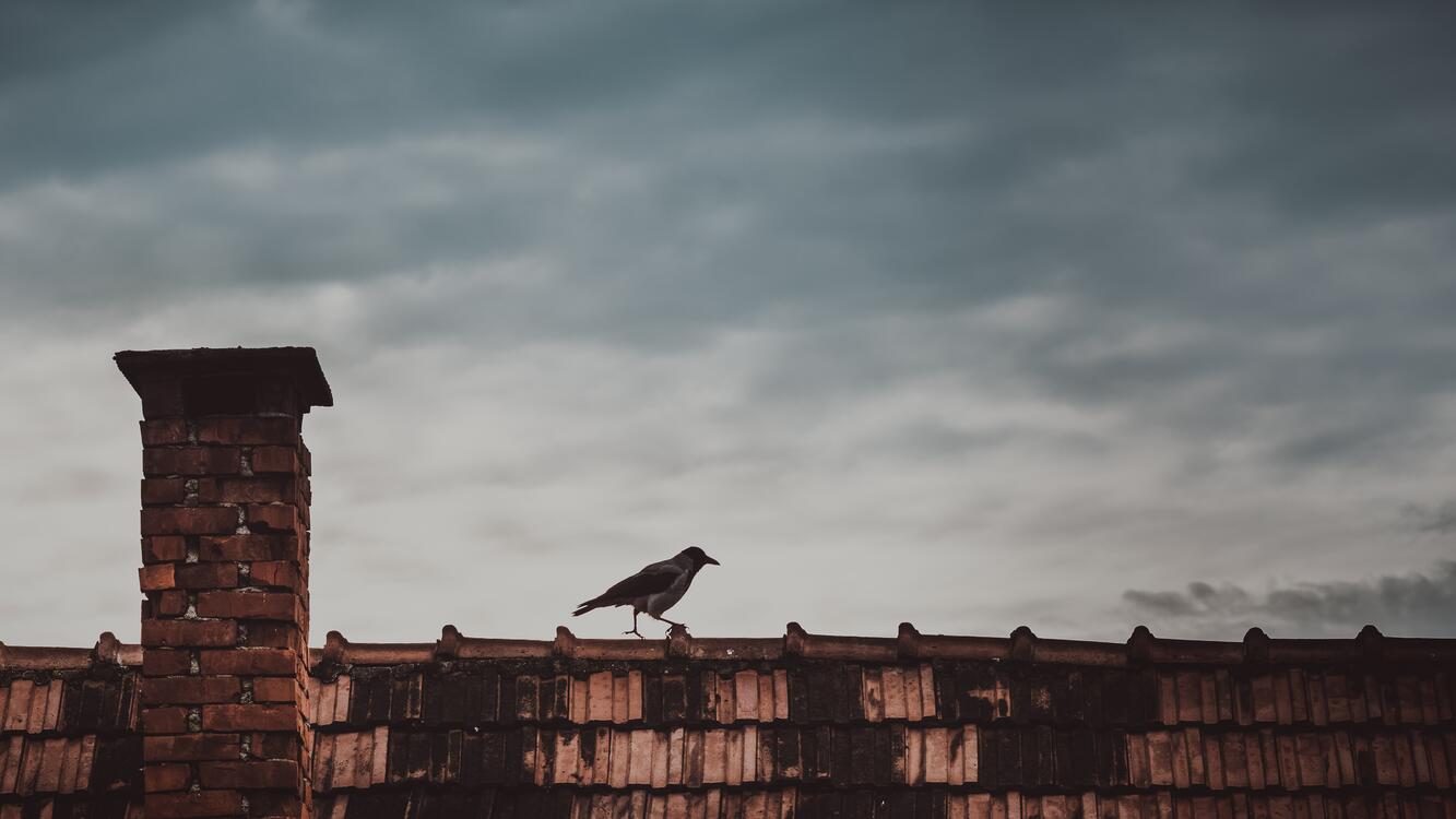 Фото бесплатно ворона, ходьба, птица