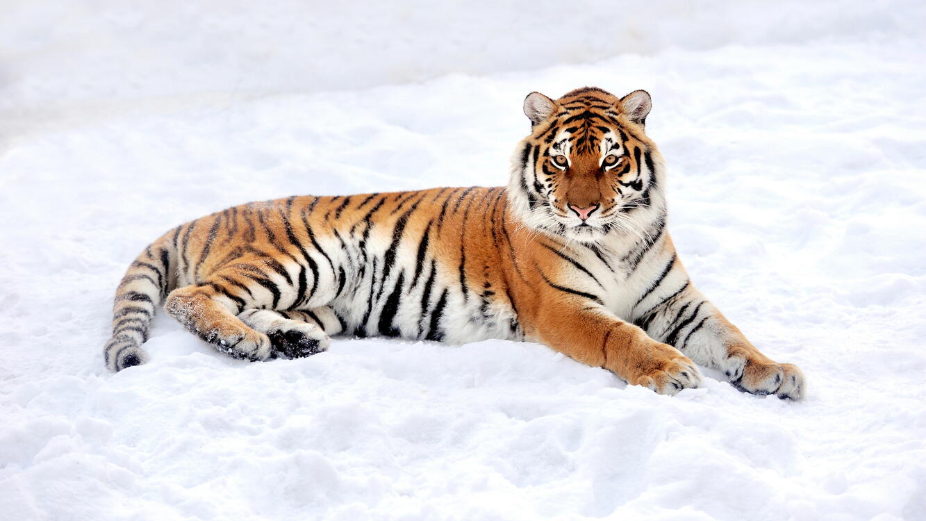 Фото бесплатно тигр, зима, снег