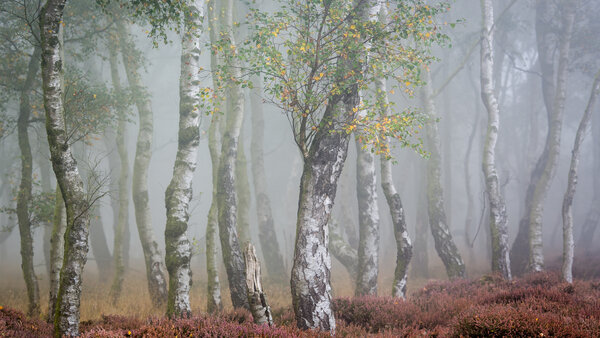 осень, туманный лес, деревья, фотографии на телефон, природа, березы