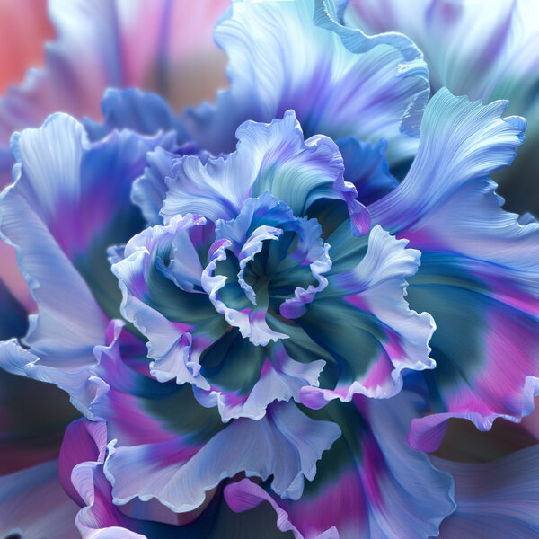 цветочный, фиолетовый цветок, макрос, красочный