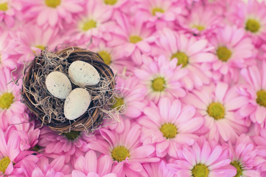 Фото бесплатно весна, гнездо, птичьи яйца