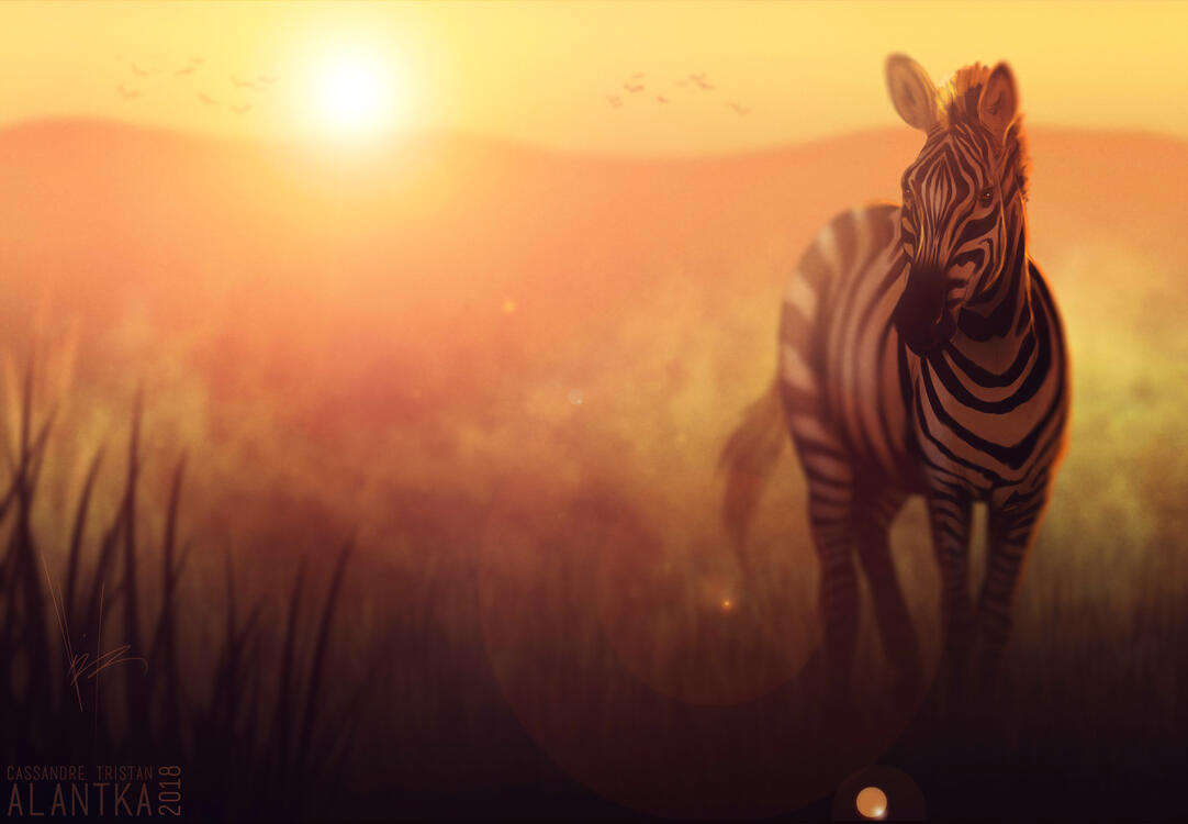 Фото бесплатно зебра, закат, произведение искусства
