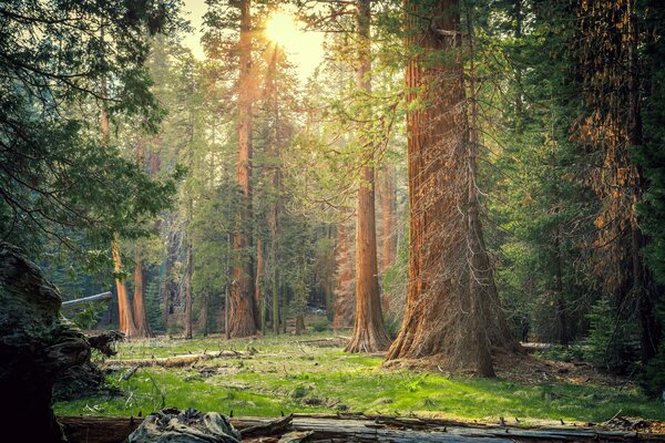 лес, сша, деревья, Калифорния, солнечный свет, природа, секвойя