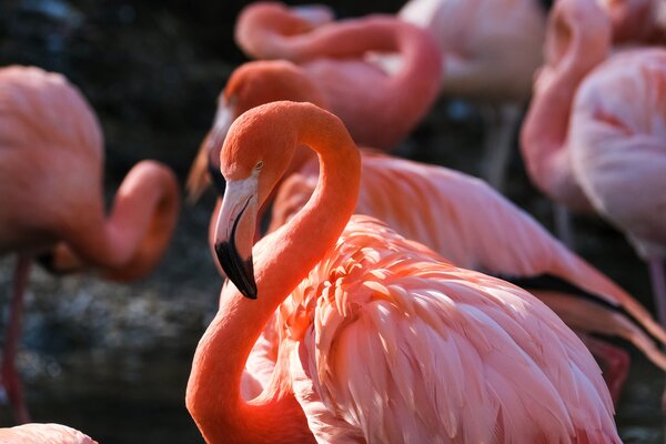 фламинго, птица, птицы, животное, животные, розовый
