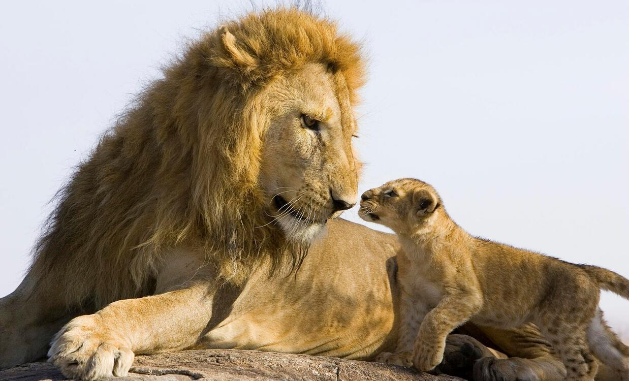 Фото бесплатно львы, семья, детеныш