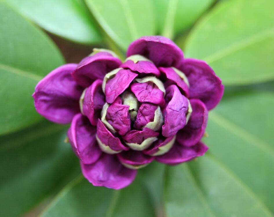 Фото бесплатно цветок, растение, фиолетовый
