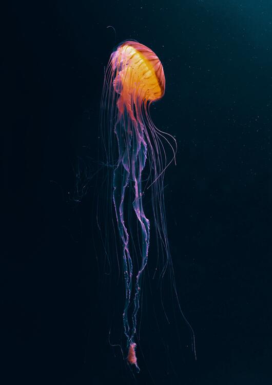 Фото бесплатно медузы, подводный, щупальца