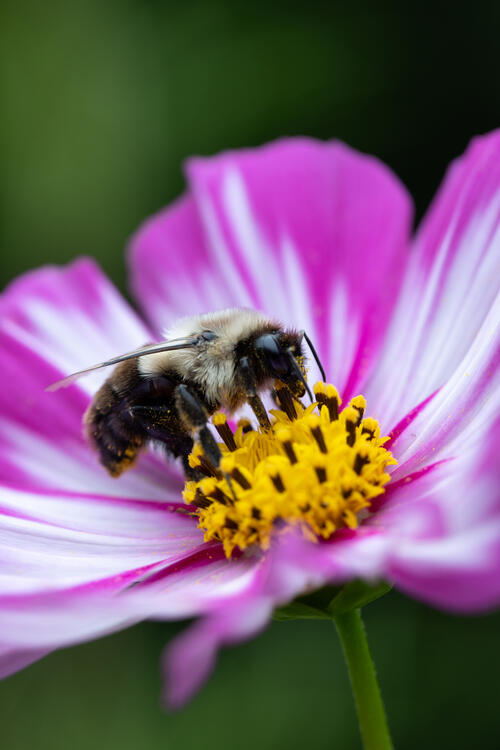 Фото бесплатно пчела, цветок, макро