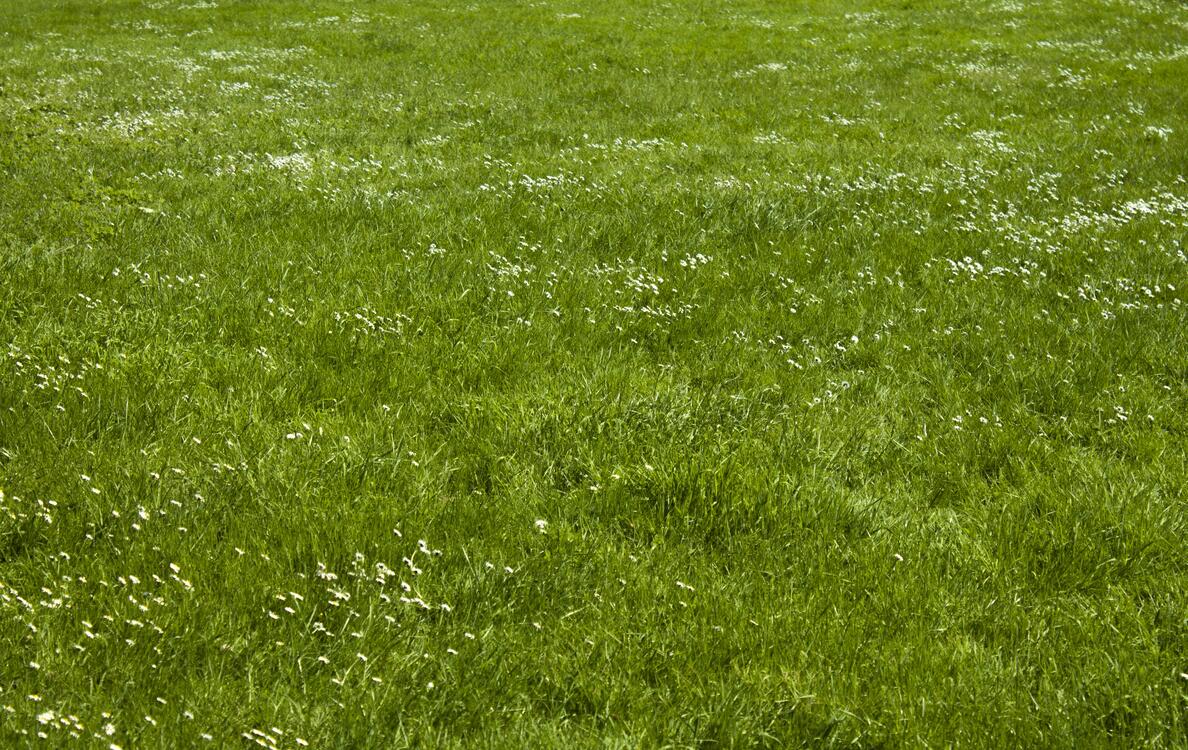 Фото бесплатно трава, растение, поле