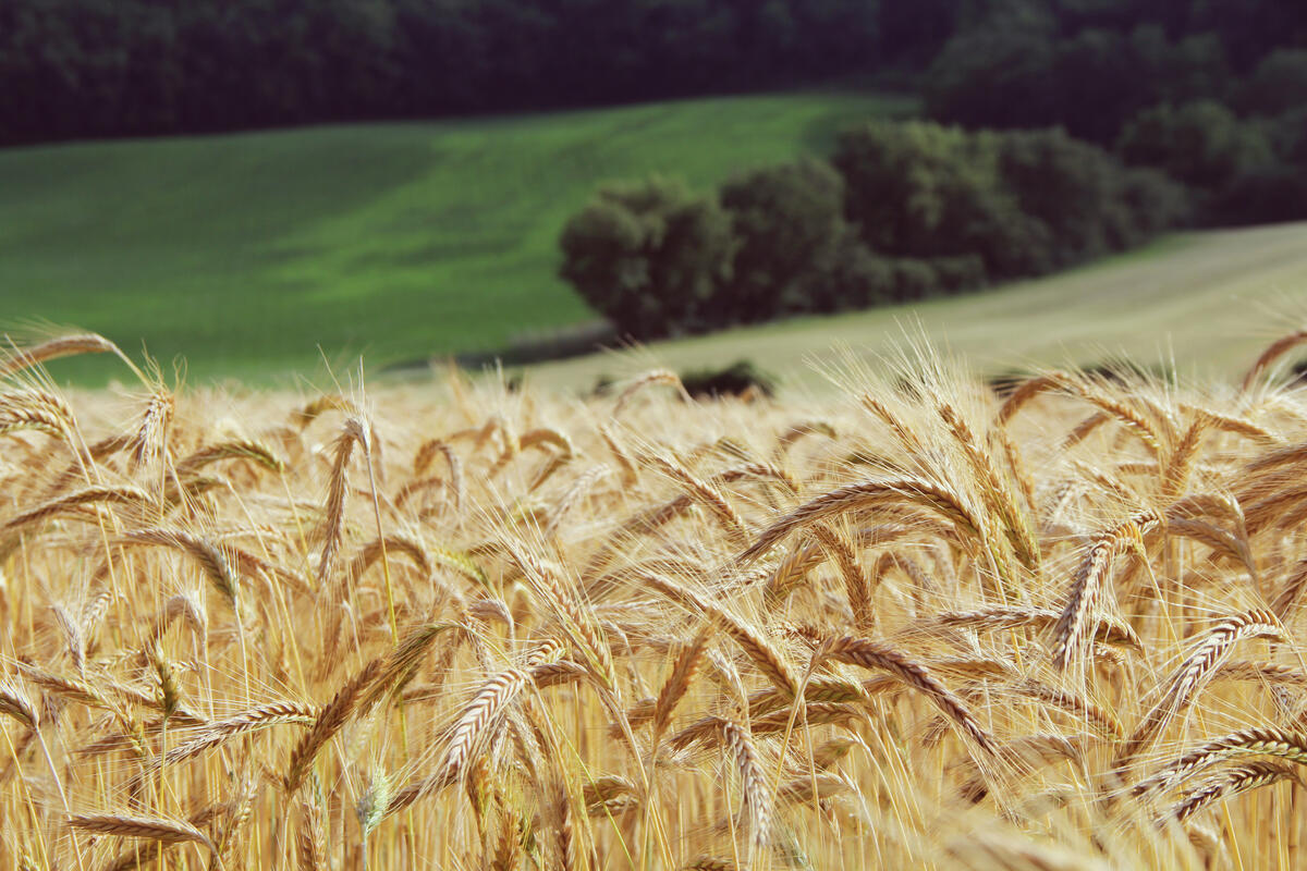 Поле с пшеницей возле леса