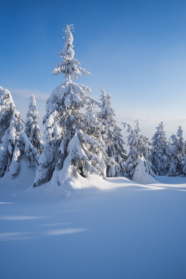 зима, зимние, время года, сезоны, сезонные, лес, деревья, дерево, природа, ель, елка, иней, изморозь, белый, снег