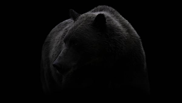 медведь, черный, темный