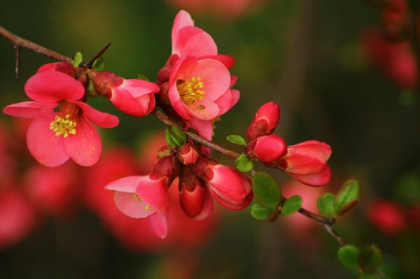 ветка, Весна, bokeh, flowering, цветение, spring, боке, flowers