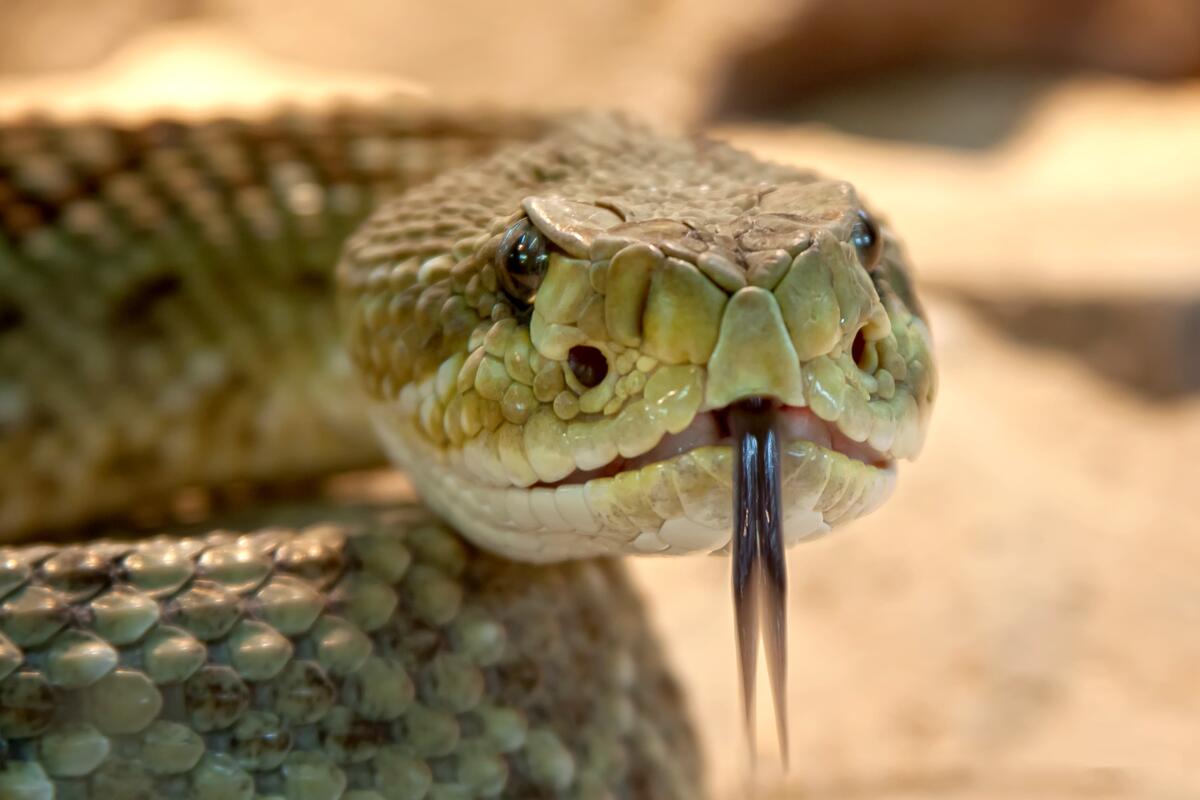 Ядовитая змея показывает язык