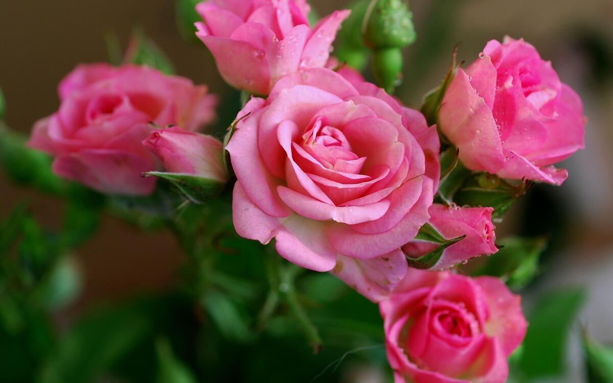 Обои с кустами розовых роз