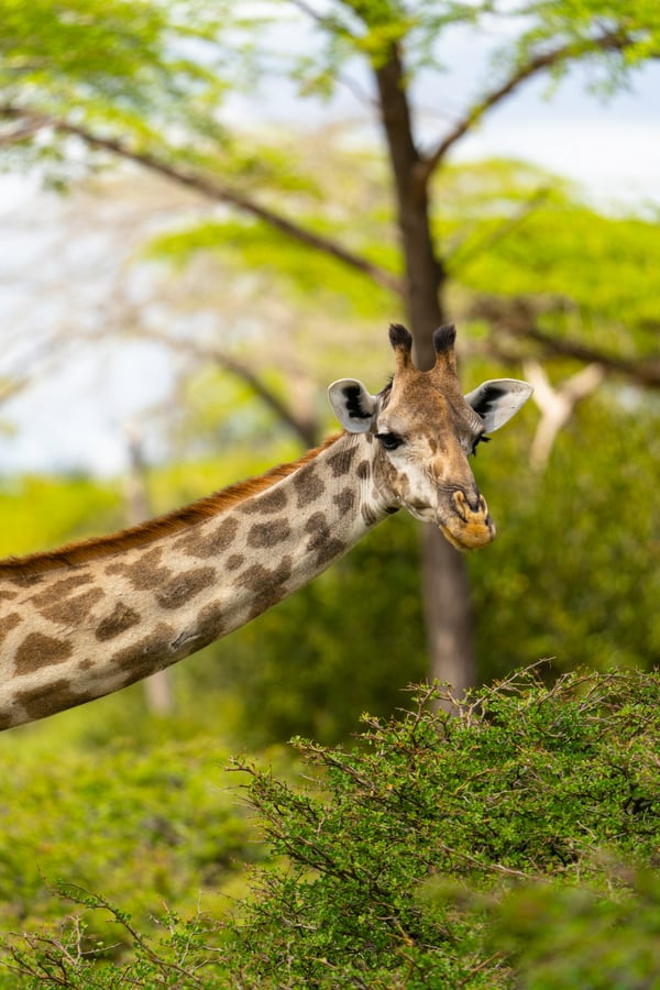 жираф, животные, животное, природа, лес, деревья, дерево, Танзания, Африка